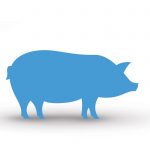 Een varken bij de analogie van vet wegsnijden